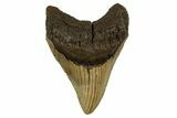 Fossil Megalodon Tooth - North Carolina #328252-1